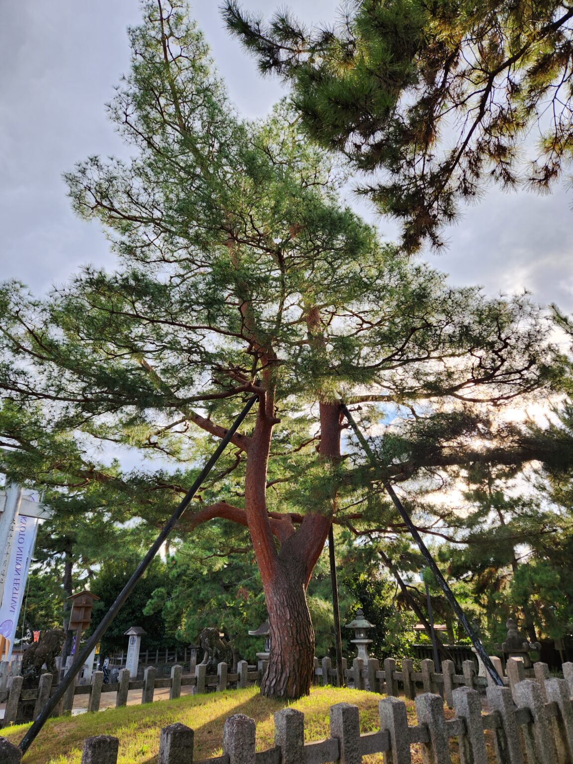 「京都観光」北野天満宮の見どころ（影向の松・七不思議）：その② 萩工房